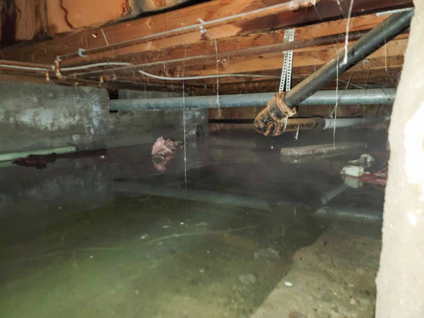 Best Local water damage restoration  in North Amityville, NY